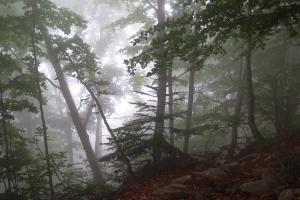 Nebel im Buchenwald Nebel im Buchenwald