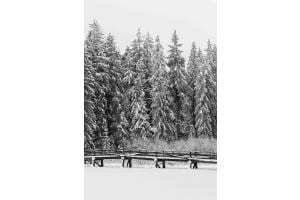 Schneebedeckt
