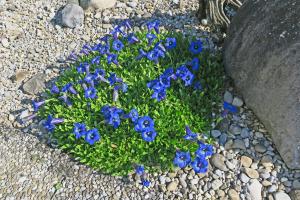 Blau, blau blüht der Enzian ...