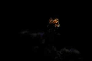 Schmetterling im Licht Schmetterling im Licht
