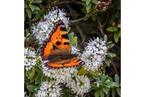 Ein kleiner Fuchs ist Sommerbote