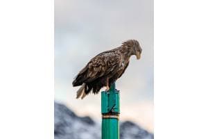 Seeadler 