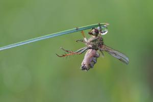 Vom Fliegentöterpilz befallen Vom Fliegentöterpilz befallen
