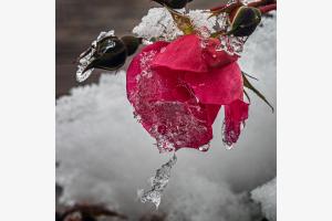 Die gefrorene Rose