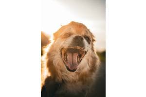 Happy Dog 