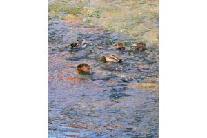 Fast Claude Monet Fast Claude Monet