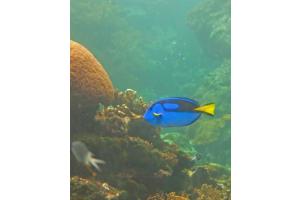 Great Barrier Reef Aquarium