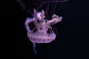 Quallentanz im Aquarium 