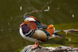 Mandarin Ente im Schneetreiben
