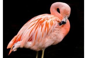 Just a Flamingo
