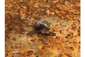 Rostige Schnecke