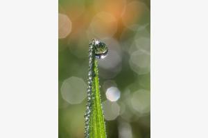 Strahlender Tautropfen