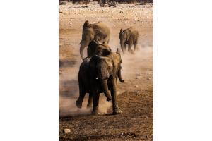 Elefanten auf dem Weg zum Wasserloch (Namibia 2018)