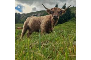 Schottische Hochlandrinder