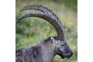 Steinbock am weg rand