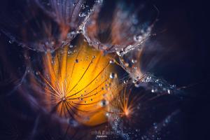 Kunst der Natur