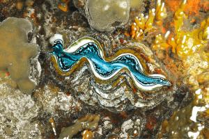 Unterwasser Makros beim Schnorcheln in Ägypten 