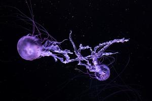 Dancing Jellyfish 