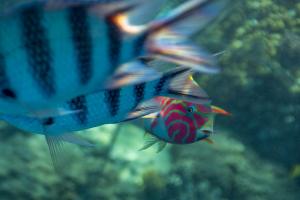 A fish is watching you 