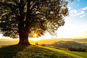 Sonnenstern im Emmental Sonnenstern im Emmental