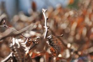 Der Herbst Der Herbst