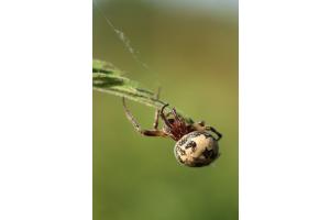Hallo Spinne