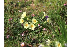 alles spriesst gleichzeitig