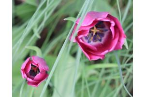 Im Garten