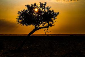 Einsamer Baum am Fish River Canyon