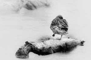 Nur eine Ente