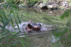 Flusspferd (Zoo Basel)