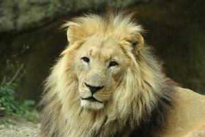 Mbali, der «König der Löwen» (Zoo Basel)