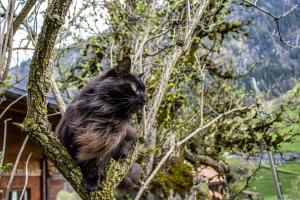 König der Katzen