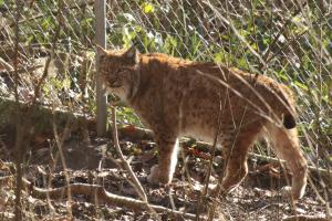 Luchs (Tierpark Dählhölzli)