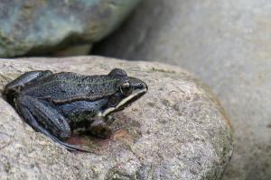 Besuch am Gartenteich Besuch am Gartenteich