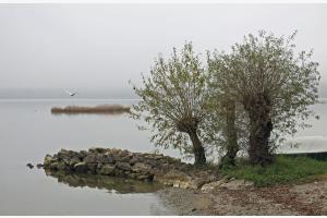 Am Murtensee Am Murtensee