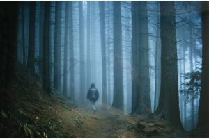 Im Nebelwald 