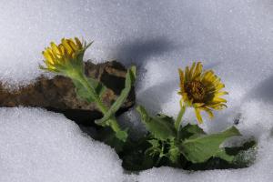 Der Frühling naht 
