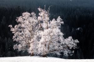 Zwillingsbaum