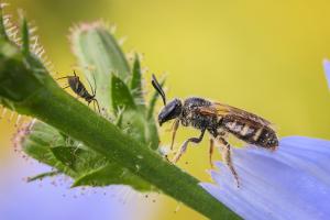 Begegnung im Insektenreich Begegnung im Insektenreich