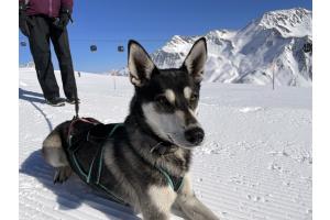 Alaskan Husky Mädchen Raija
