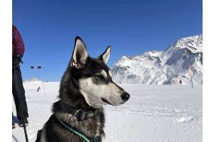 Alaskan Husky Mädchen Raija