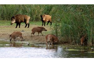 Wildschwein Familie am Murtensee