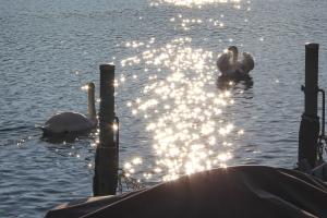 Der Sonne entgegen