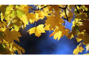 Laubbaum mit Herbstsonne Laubbaum mit Herbstsonne