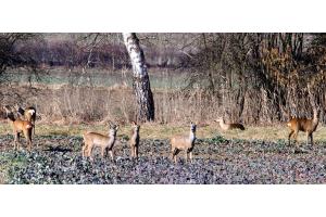 Fotogene Rehe in freier Natur