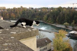 Auslug junge Katze