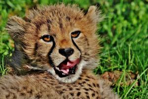 Junger Gepard