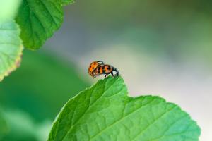 Tierisch ausbalanciert
