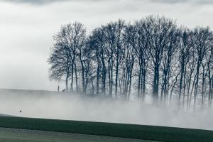 Gassi gehen im Nebel Gassi gehen im Nebel